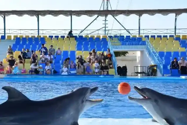 Close-up of a smiling dolphin at Hurghada dolphinarium.