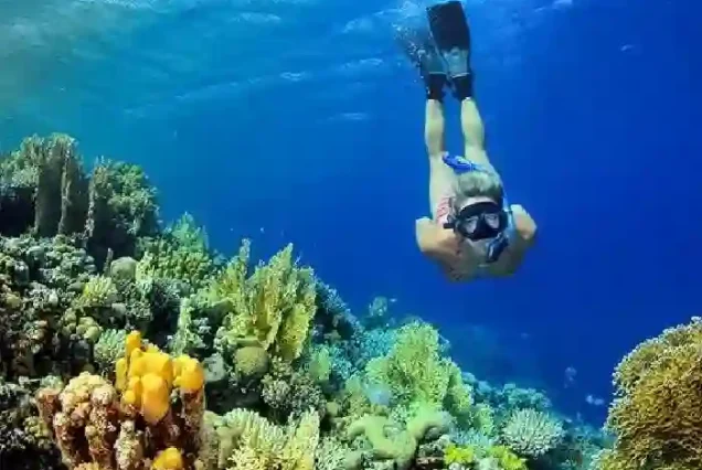Dolphin tour Hurghada 3 premium snorkeling spots experience.