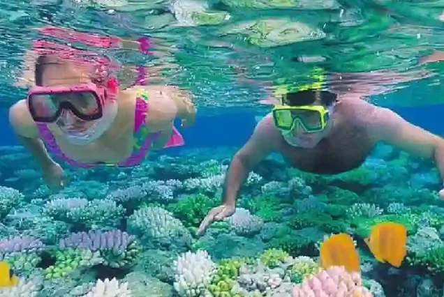 Swimming with sea turtles at Magawish Island reefs Hurghada.