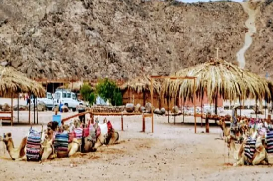 Safari Camp