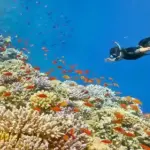 Snorkeling in the picturesque waters of Hurghada