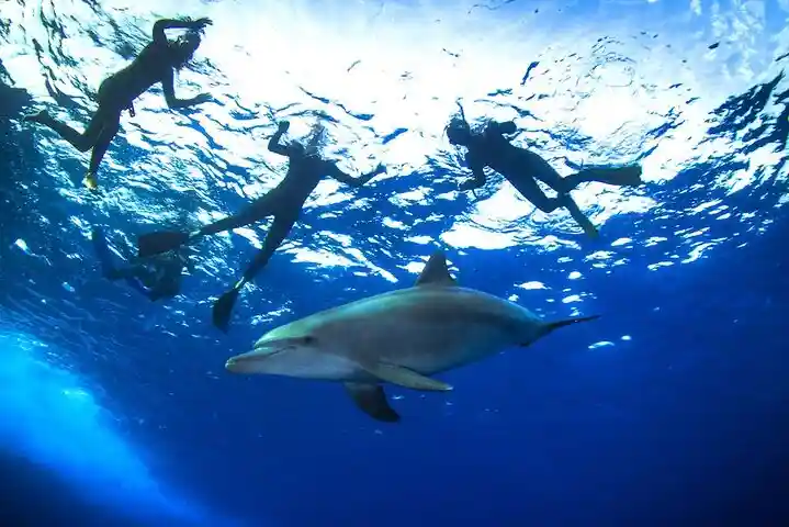 Snorkeling with wild dolphins underwater on Hurghada private tours