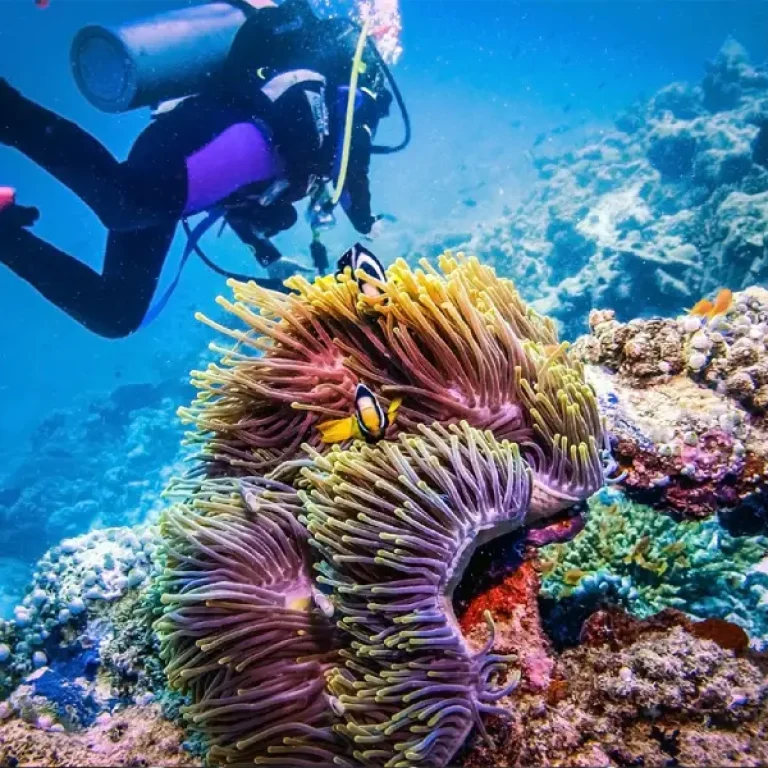 Full Day Scuba Diving Hurghada - 2 Dives (15 Mins Each), Equipment & Lunch with Professional Diving Instructor